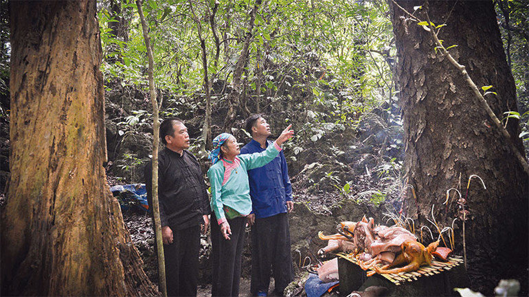 Hằng năm, rừng cấm chỉ mở hai lần trong năm (mồng 3/3 và 6/6 âm lịch), dịp này người dân mới được vào rừng làm lễ lấy củi, phát cỏ, đốn những cành cây già cỗi có nguy cơ đổ gãy.