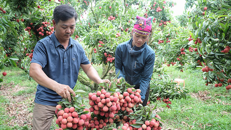 Thu hoạch vải thiều tại huyện Lục Ngạn, tỉnh Bắc Giang. (Ảnh ĐẶNG GIANG)