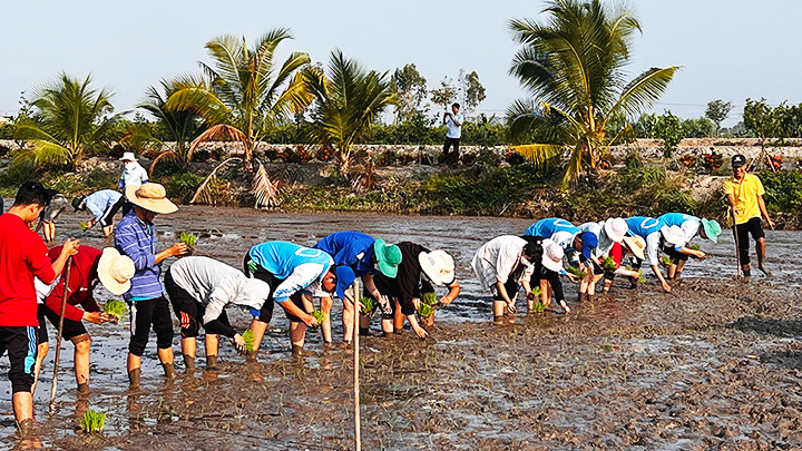 Sinh viên Khoa Nông nghiệp Trường cao đẳng Cộng đồng Đồng Tháp thực tập sản xuất nhân giống nguyên chủng trên cánh đồng Hợp tác xã Định An. Sinh viên Khoa Nông nghiệp Trường cao đẳng Cộng đồng Đồng Tháp thực tập sản xuất nhân giống nguyên chủng trên cánh đồng Hợp tác xã Định An.