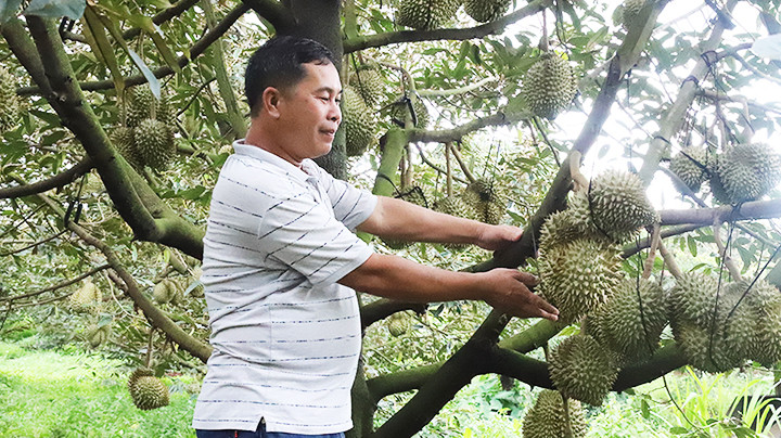 Sầu riêng, loại cây trồng mang lại thu nhập cao nhất hiện nay ở Đắk Lắk.