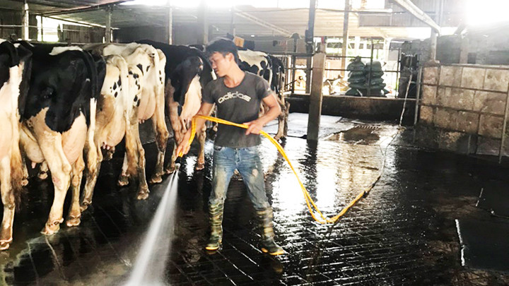 Đàn bò được cho ăn liên tục trong ngày.