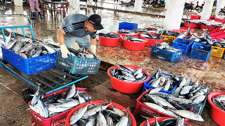 Cá được bày bán tại cảng. Cá được bày bán tại cảng.