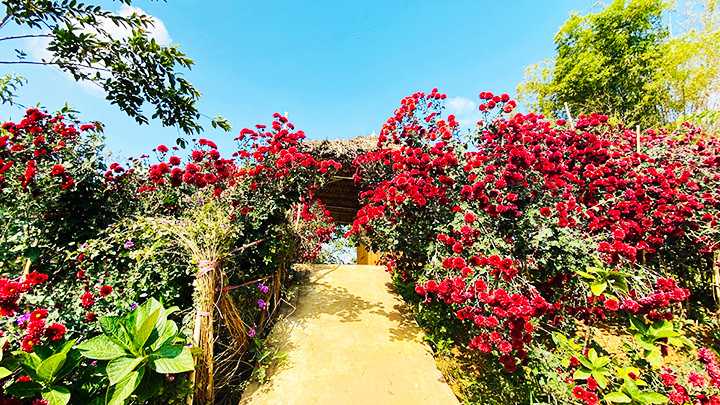 Hoa cúc cổ Sơn La được trồng hai bên lối đi trông rất đẹp mắt.