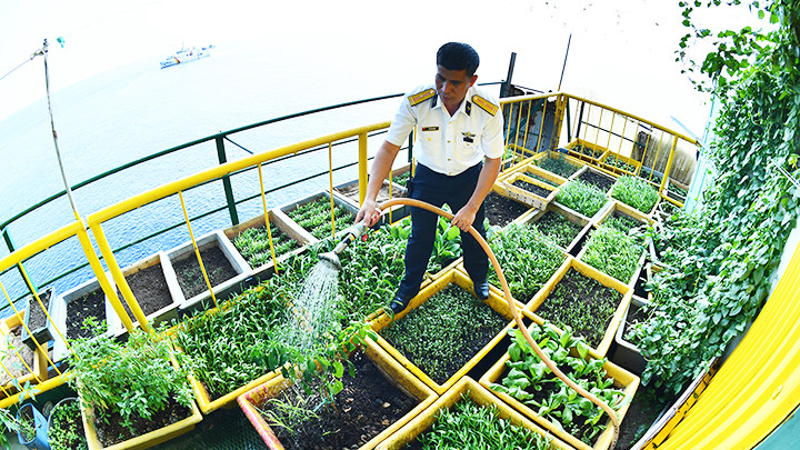 Tận dụng nước ngọt để trồng rau xanh cải thiện bữa ăn.