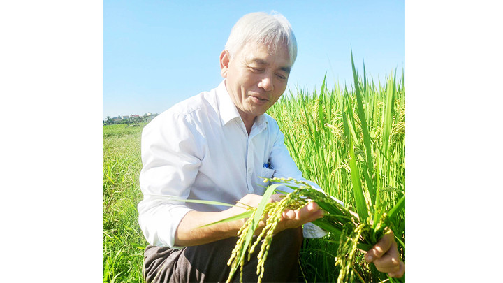 Ông Hồ Sĩ Quảng kiểm tra quá trình tăng trưởng của cây lúa. Ông Hồ Sĩ Quảng kiểm tra quá trình tăng trưởng của cây lúa.