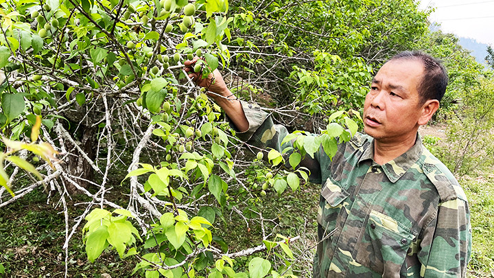 Ông Hà Quảng Đường bên những cây mơ sai trĩu quả.