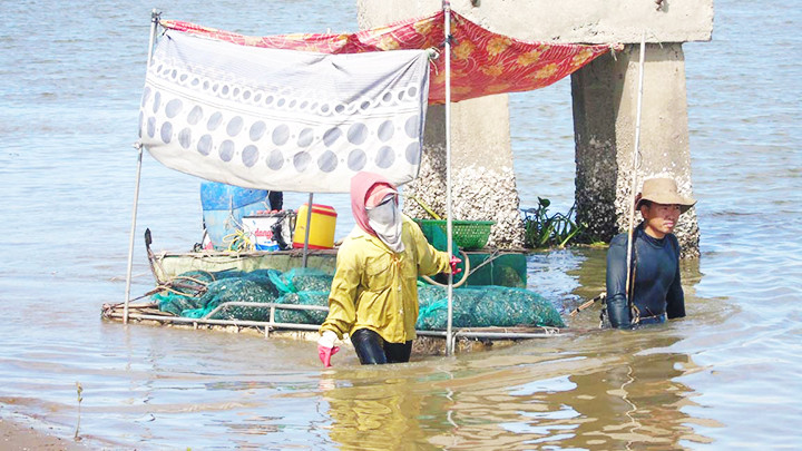 Kết quả một ngày đi săn vẹm.