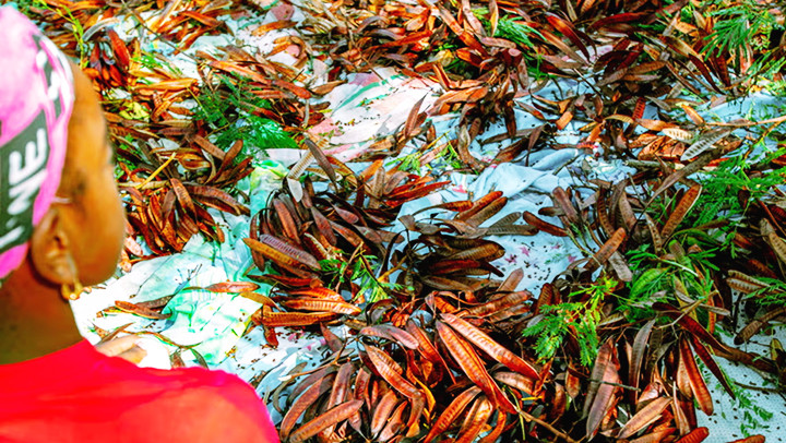 Me hoang dã thường được lựa chọn lấy hạt để xâu. Ảnh: BOTANIQUE STUDIOS