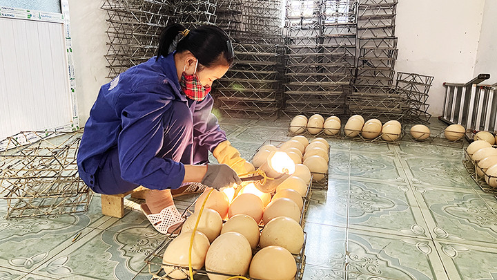 Sàng lọc trứng. Sàng lọc trứng.