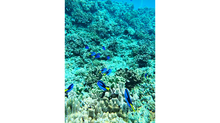 Một rạn san hô.