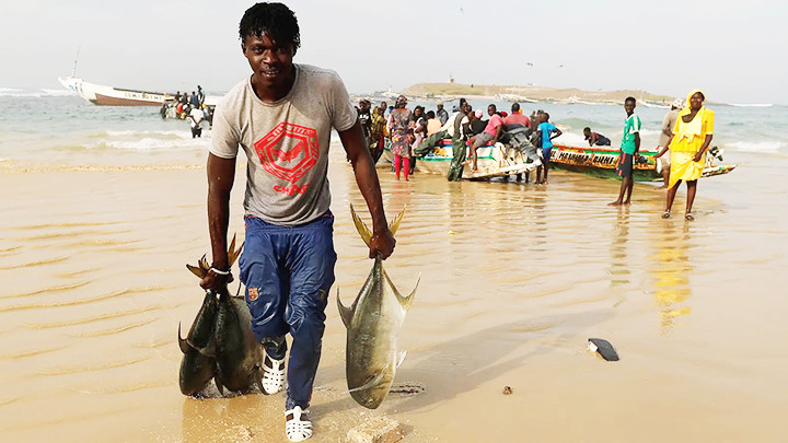 Cá mú trắng đang bị khai thác quá mức tại Senegal. Ảnh: KINJA