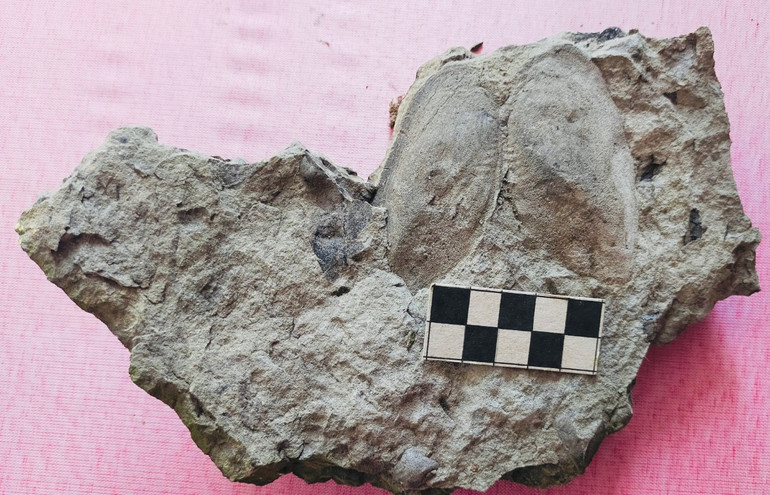 Hóa thạch nhuyễn thể trai trai được phát hiện (Ảnh: THANH SƠN). Hóa thạch nhuyễn thể trai trai được phát hiện (Ảnh: THANH SƠN).