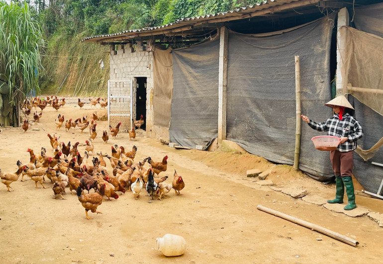 Một hộ dân thôn Đồng Đầm, xã Vĩnh Kiên, huyện Yên Bình vay vốn ưu đãi phát triển đàn gia cầm. (Ảnh: THANH SƠN)