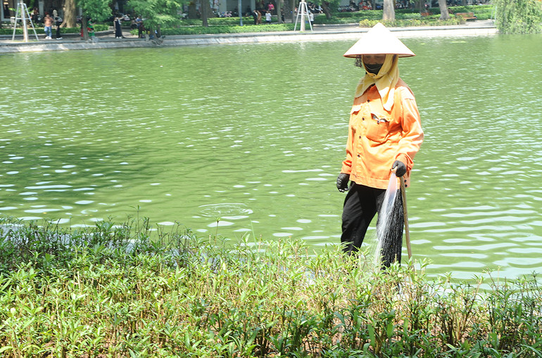 Chăm sóc cây tại hồ Hoàn Kiếm trong những ngày nắng nóng. Ảnh: BẮC SƠN