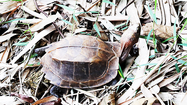 Rùa hộp trán vàng miền trung (có tên khoa học Coura bourreti) là loài động vật hoang dã thuộc nhóm IB, đặc hữu, nguy cấp, quý, hiếm, được ưu tiên bảo vệ. Rùa hộp trán vàng miền trung (có tên khoa học Coura bourreti) là loài động vật hoang dã thuộc nhóm IB, đặc hữu, nguy cấp, quý, hiếm, được ưu tiên bảo vệ.