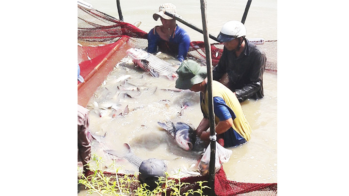 Cá hô nuôi trong ao ở huyện Châu Thành, tỉnh An Giang.
