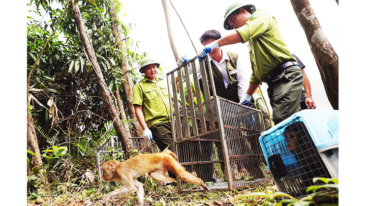 Đại diện Vườn quốc gia Vũ Quang, Vườn quốc gia Hoàng Liên thả cá thể khỉ vàng về môi trường rừng tự nhiên. Đại diện Vườn quốc gia Vũ Quang, Vườn quốc gia Hoàng Liên thả cá thể khỉ vàng về môi trường rừng tự nhiên.