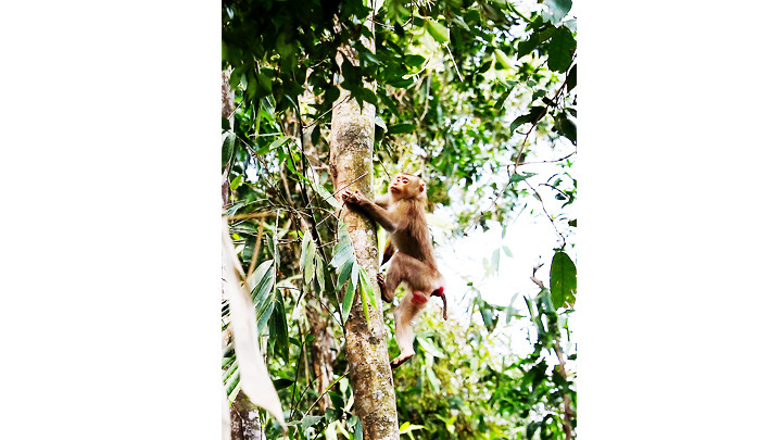 Một cá thể khỉ đuôi lợn vừa được thả. Một cá thể khỉ đuôi lợn vừa được thả.