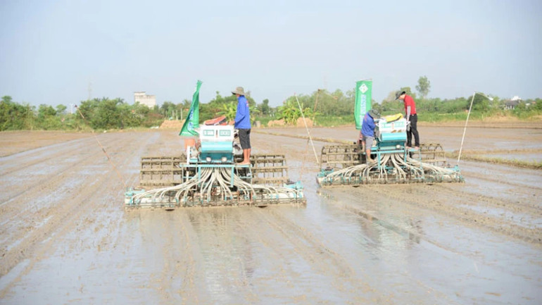 Các mô hình thí điểm Đề án 1 triệu ha vẫn còn quy mô hạn chế - chỉ vài trăm đến vài nghìn ha, hoặc vài chục nghìn tấn lúa.