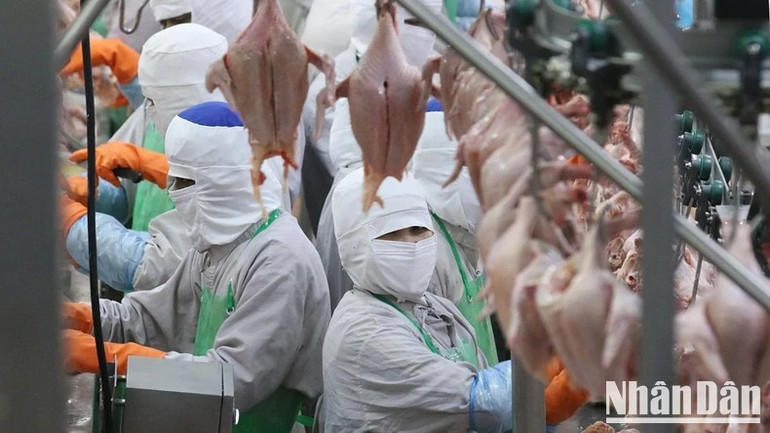 Trong giai đoạn 2020-2024, Việt Nam chi khoảng 200-300 triệu USD mỗi năm để nhập khẩu 200.000-300.000 tấn thịt gà đông lạnh, tăng mạnh so với giai đoạn 2016-2019.