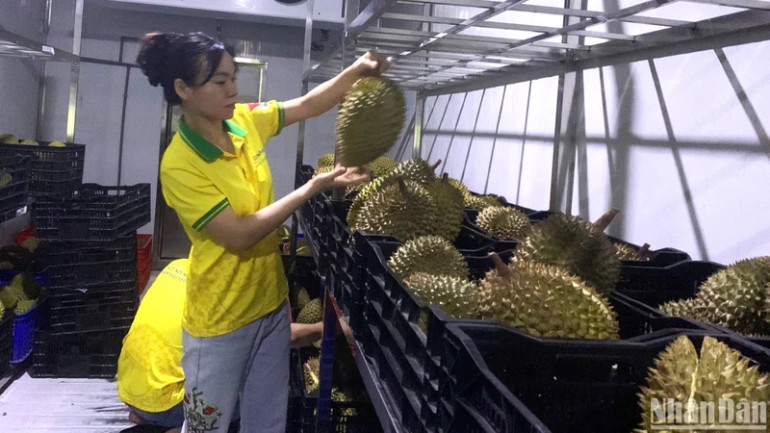 Sầu sau khi thu hái được bảo quản trong kho lạnh để bảo đảm chất lượng.