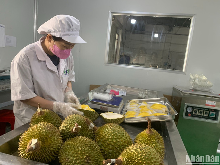 Quá trình sơ chế, bảo quản, tách múi/chế biến/đóng gói sầu riêng được thực hiện trong điều kiện bảo quản trong điều kiện an toàn thực phẩm, kho mát để quả sầu không bị chín ép làm giảm chất lượng.