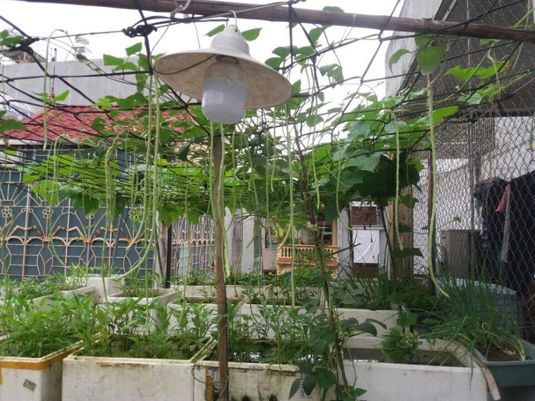 Nhiều hộ gia đình tại Hà Nội đã buộc phải tìm các nguồn cung rau sạch tạm thời.