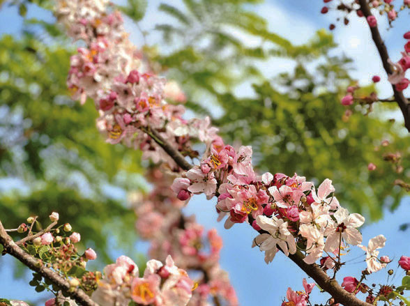 Muồng anh đào đột biến đang trổ hoa tại Vườn hồng Tư Tôn.