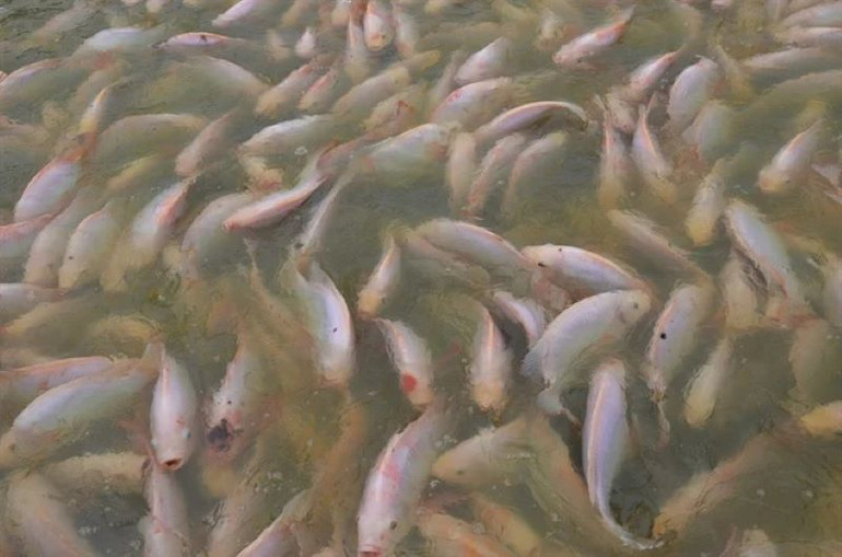 Cá được nuôi theo mô hình IPRS luôn tiếp xúc với lượng ô-xy tươi mới, cá không bị stress, thường xuyên vận động biến đổi cơ tính, không tiếp xúc với bùn, đá, đem lại chất lượng vượt trội. (Ảnh: Nongnghiep.vn) Cá được nuôi theo mô hình IPRS luôn tiếp xúc với lượng ô-xy tươi mới, cá không bị stress, thường xuyên vận động biến đổi cơ tính, không tiếp xúc với bùn, đá, đem lại chất lượng vượt trội. (Ảnh: Nongnghiep.vn)