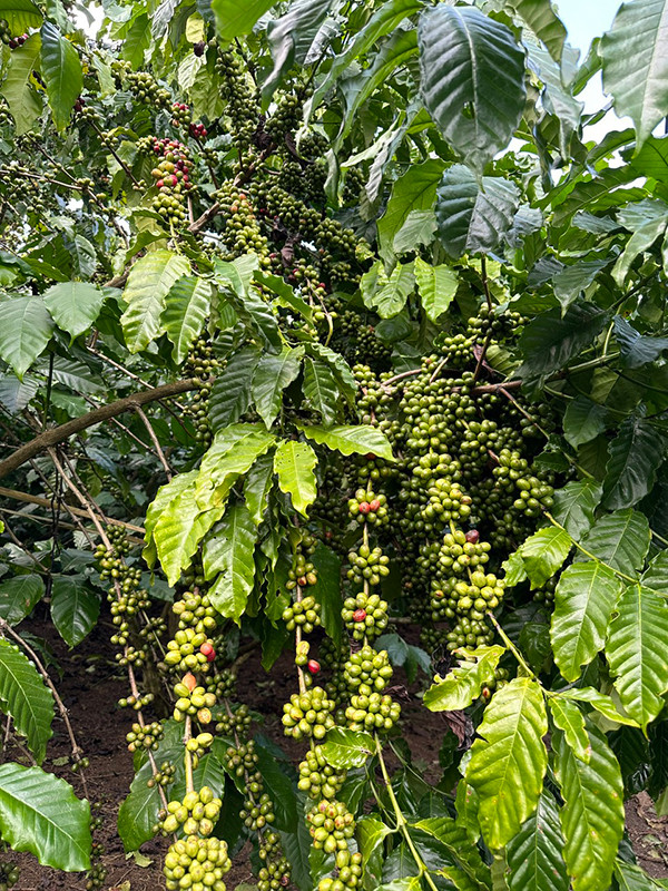 Cà-phê "đóng cục" chi chít trên vườn cà-phê mô hình bón phân Phú Mỹ.