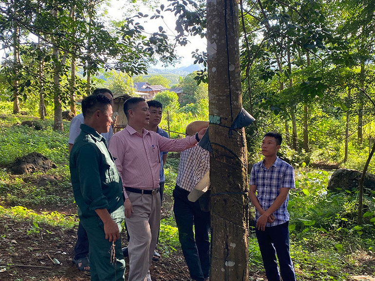 Cao-su, một trong những loại cây công nghiệp đem lại nguồn thu ổn định cho hàng nghìn gia đình đồng bào dân tộc thiểu số ở Điện Biên.