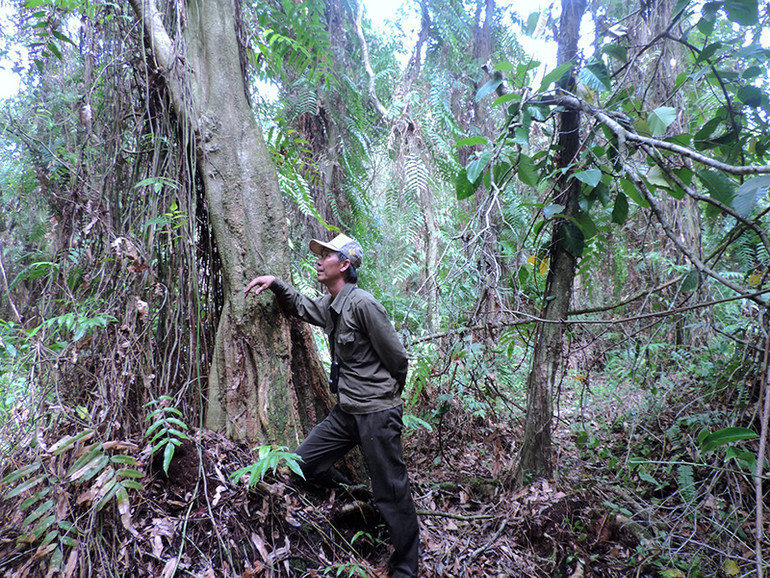 Kỹ sư lâm sinh Nguyễn Tấn Truyền truy tìm dấu vết rắn hổ mây ở đại ngàn rừng già U Minh hạ nhưng gần 10 năm qua chưa cơ duyên gặp được “thần rừng” này.