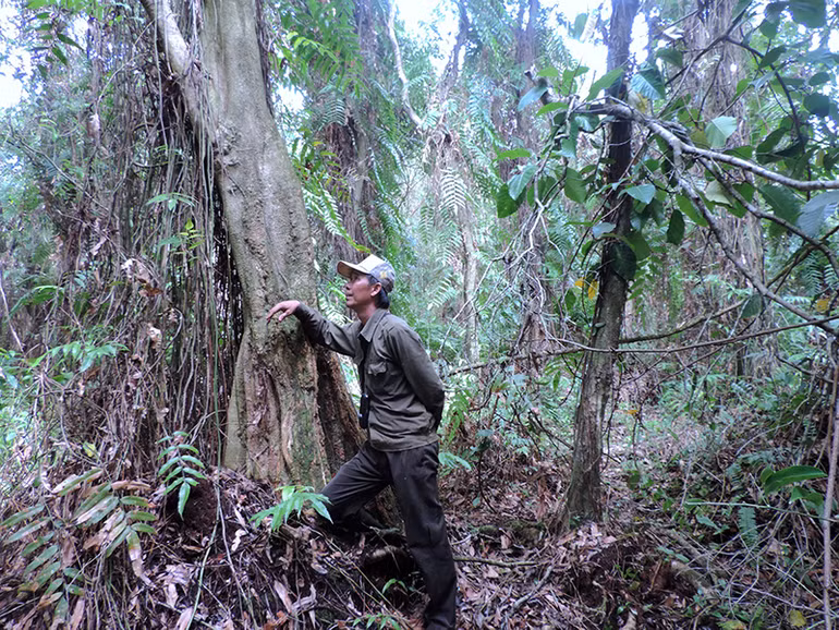 Kỹ sư lâm sinh Nguyễn Tấn Truyền truy tìm dấu vết rắn hổ mây ở đại ngàn rừng già U Minh hạ nhưng gần 10 năm qua chưa cơ duyên gặp được “thần rừng” này. Kỹ sư lâm sinh Nguyễn Tấn Truyền truy tìm dấu vết rắn hổ mây ở đại ngàn rừng già U Minh hạ nhưng gần 10 năm qua chưa cơ duyên gặp được “thần rừng” này.