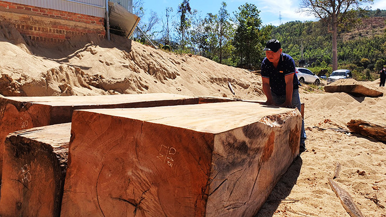 Số hộp gỗ bị phát hiện có chiều dài rất lớn được cắt xẻ từ các cây cổ thụ.