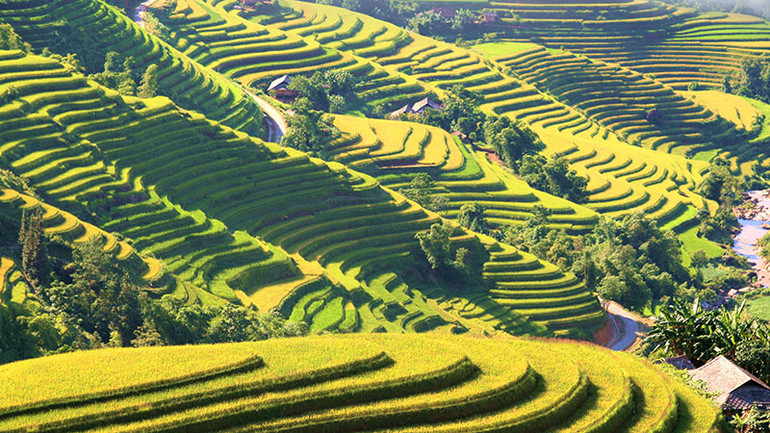 Mùa vàng trên những thửa ruộng bậc thang Hoàng Su Phì thu hút du khách trong và ngoài nước.