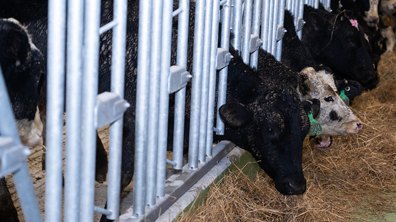 Đàn bò tại trang trại TH ở tỉnh Kaluga (Nga). (Ảnh: Thanh Thể)