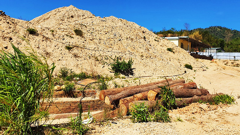 Số gỗ còn tươi, mới bị đốn hạ được lâm tặc cất giấu gần cuối bãi cát.