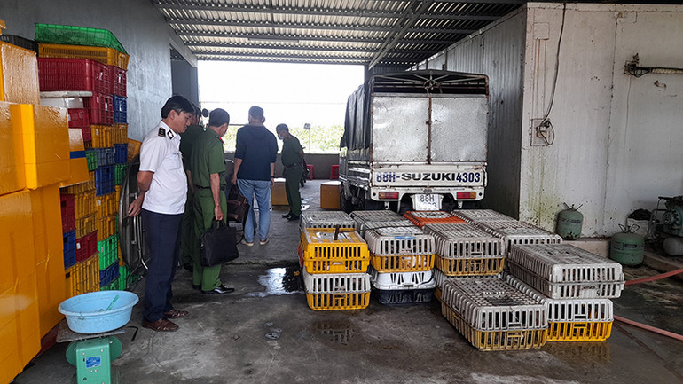 190 con mèo sống được phát hiện tại thời điểm kiểm tra.