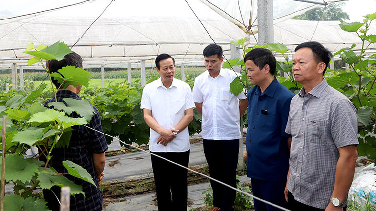 Chủ tịch Ủy ban nhân dân tỉnh Hà Giang Nguyễn Văn Sơn thăm mô hình trồng nho cho thu nhập cao tại xã Xuân Giang, huyện Quang Bình.