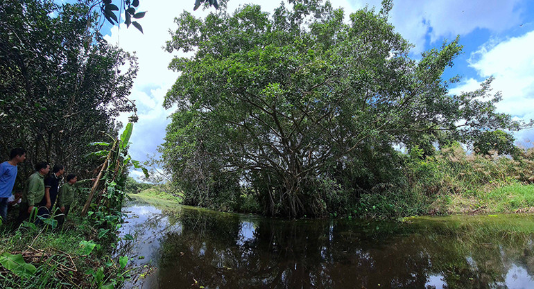 Ông Nguyễn Văn Tuấn chỉ tay về cây Gừa to lớn ngang Chốt chòi khỉ năm xưa, nơi cho rằng từng thấy rắn hổ mây không lồ săn mồi trong đêm mùa khô 2001-2002.