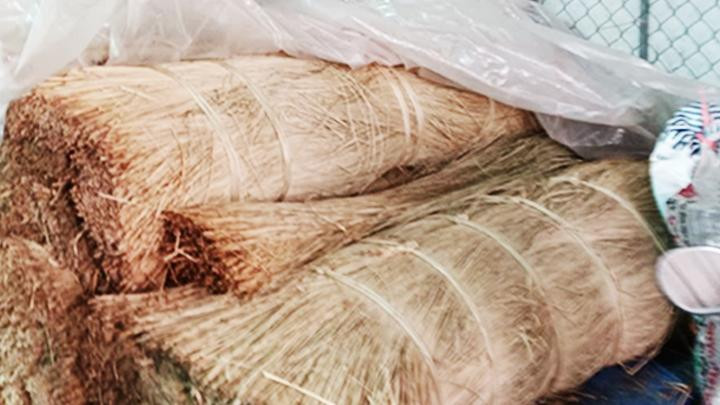 Sợi lác sau khi phơi khô được cuốn thành từng bó để sử dụng dần. Sợi lác sau khi phơi khô được cuốn thành từng bó để sử dụng dần.