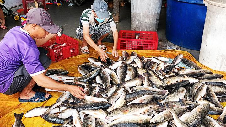 Thu hoạch cá ở vịnh Cam Ranh.
