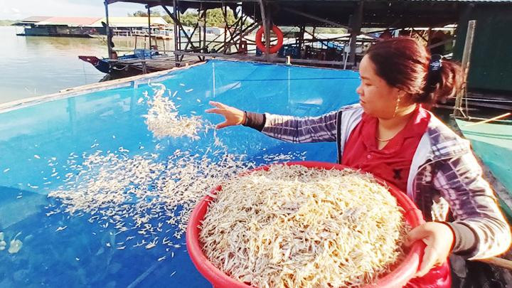 Phơi cá cơm trên bè.