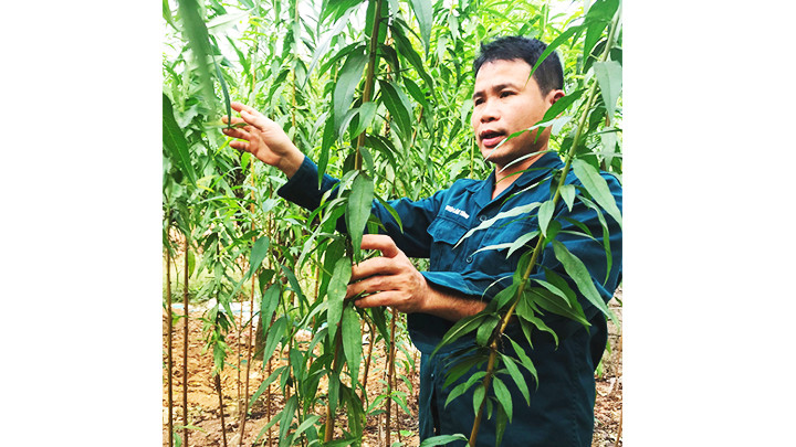 Nghề trồng đào giúp nhiều gia đình ổn định cuộc sống.