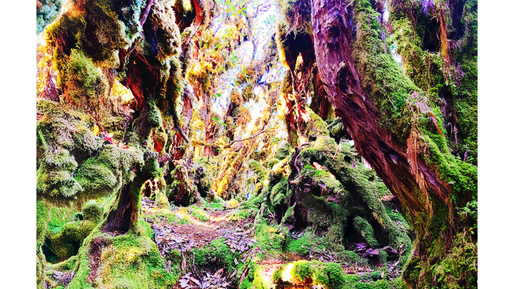 Khu rừng như trong chuyện cổ tích. Khu rừng như trong chuyện cổ tích.