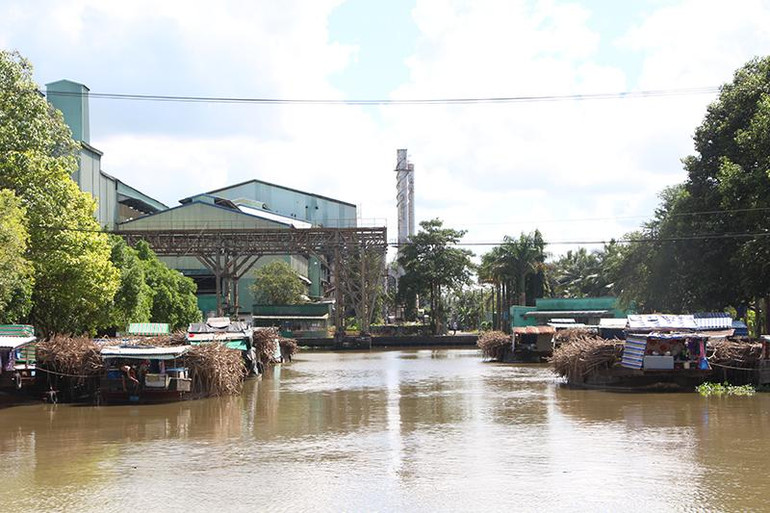 Nhà máy đường chậm thu mua, hàng trăm ghe mía mỏi mòn nằm chờ ảnh 1