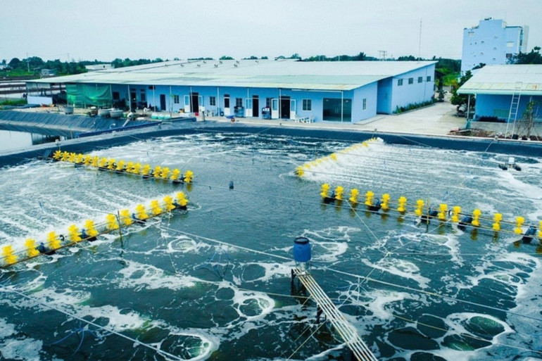 Trang trại nuôi tôm theo mô hình công nghệ cao của Công ty Trúc Anh (do Tiến sĩ Xuân làm Tổng giám đốc). (Ảnh: PHAN THANH CƯỜNG)