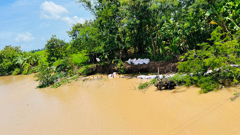 Nhiều hộ dân dùng các biện pháp thủ công, như đặt bao cát nhằm chống sạt lở, nhưng không đem lại hiệu quả.