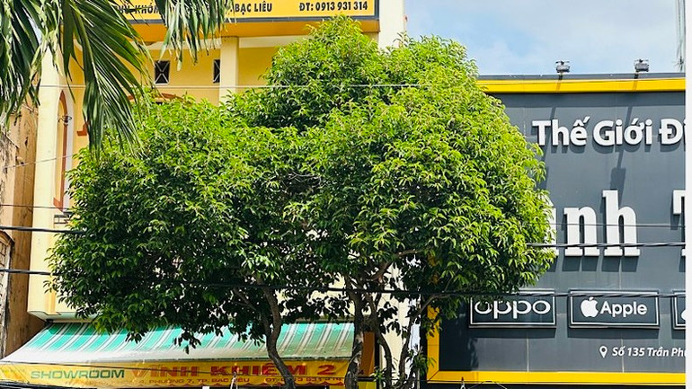 Cây viết gần 40 năm tuổi đang xanh tốt, rất đẹp mắt tại tuyến đường Lý Thường Kiệt và một số tuyến đường khác ở trung tâm thành phố Bạc Liêu. Nhưng &quot;đùng một cái&quot; chính quyền và đơn vị chức năng nhổ lên thay hàng loạt bằng các cây trồng khác, trước sự nuối tiếc và ngỡ ngàng của nhân dân. (Ảnh: TRỌNG DUY)