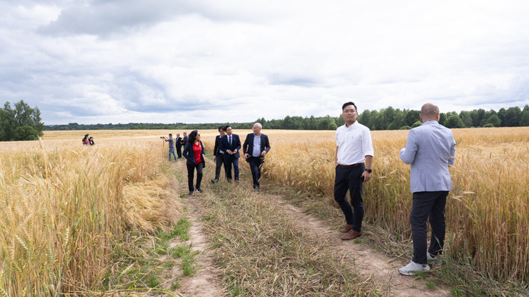 Cánh đồng TH trồng lúa mì phục vụ chăn nuôi tại tỉnh Kaluga, Nga. (Ảnh: THANH THỂ)